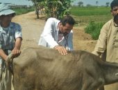 حياة كريمة.. جامعة الزقازيق توجه قافلة بيطرية لقرية كفر النجار في الشرقية