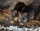 باحثون يابانيون: أجنة الفئران تنمو فى الفضاء لأول مرة