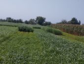 شاهد موسم الحصاد للمحاصيل الصيفية بالمنيا.. الذرة وفول الصويا أبرزها