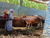 "بيطرى الجيزة": إطلاق قافلة علاجية إرشادية مجانية بقرية تفتيش وردان