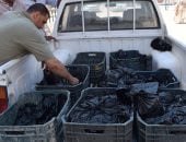 جامعة العريش توفر أسماكا بأسعار مخفضة للمواطنين من إنتاج مزارعها التدريبية