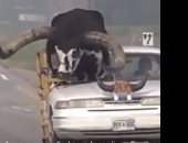 أمريكى يقطع سقف سيارته لوضع ثور بجواره فى السيارة.. فيديو 