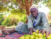 "لؤلؤ على الشجر"..  حصاد محصول الليمون فى محافظة أسوان