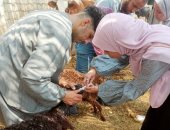 "بيطرى الجيزة" تطلق قافلة علاجية مجانية بقرية اللشت بالعياط