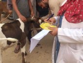 تحصين 7015 رأس ماشية ضد الحمى القلاعية والوادى المتصدع فى قنا