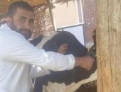 تقديم الخدمات البيطرية لـ 452 رأس ماشية خلال قافلة بيطرية مجانية بالمنيا