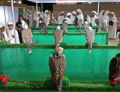 مزادات على أنواع نادرة من الإبل والصقور بمعرض أبوظبي للصيد والفروسية 