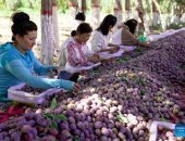 موسم جنى ثمار البرقوق الصينى فى حقول مقاطعة بايزاوات