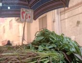 أسعار الخضراوات فى مصر.. الطماطم من 8 إلى 12 جنيها والبطاطس بـ10 جنيهات