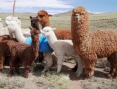 نقص الماء والغذاء يقضى على حيوانات الألبكة فى بيرو بسبب الجفاف