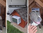 كلب بمنزل مكيف يثير الجدل على الشبكات التواصل الاجتماعى فى المكسيك.. فيديو