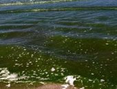 علوم البحار بجامعة بورسعيد: تحول لون البحر للأخضر بأحد الشواطئ بسبب الطحالب
