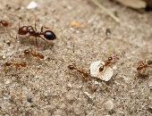 مخاوف فى أوروبا بعد انتشار "النمل الأحمر النارى".. لدغته تقتل الحيوانات