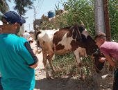 قافلة بيطرية لتحصين وعلاج رؤوس الماشية والدواجن بالقنطرة غرب في الإسماعيلية 