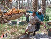 من الزغلول للبرحي.. متى يبدأ حصاد أشهر أصناف البلح في مصر؟