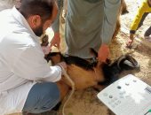 "بيطرى الجيزة" تطلق قافلة علاجية مجانية بقرية عرب القميعى بالصف