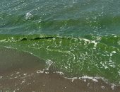 التقرير الفنى الخاص بتفسير ظاهرة انتشار الطحالب الخضراء على شاطئ بورسعيد