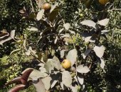 مهندس زراعى بالشرقية ينجح فى زراعة الجوافة البلاك.. وسعر الكيلو منها 200 جنيه