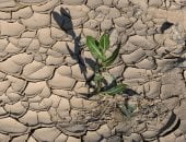 طوارئ فى إيطاليا بسبب الجفاف وتقنين مياه الشرب..نقص المياه يضرب حقول الأرز