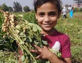 زراعة الشرقية: حصاد 3000 فدان من المساحات المزروعة بالفول السوداني
