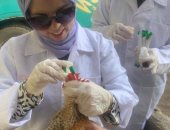 تحصين 189 ألف طائر ضد مرض أنفلونزا الطيور والأمراض الوبائية بالشرقية