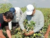 مزارعو دمياط قبل حصاد الذهب الأبيض: الإنتاج يبشر بالخير وتبطين الترع ساعدنا كثيرا