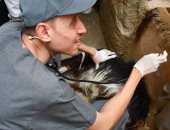 قافلة جامعة سوهاج البيطرية تعالج 405 حالات بمركز جهينة ضمن حياة كريمة.. صور