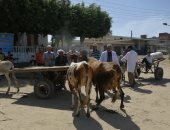 تقديم الخدمات البيطرية لـ 1095 رأس ماشية ودواجن بقافلة بقرية بكفر الشيخ