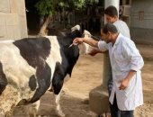 محافظ المنيا: تحصين 268 ألف رأس ماشية ضد الحمى القلاعية وحمى الوادى المتصدع