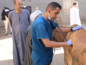 خدمات بيطرية مجانية لـ 1543 رأس ماشية بقرية نزلة النخل بمركز أبوقرقاص