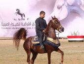 نتائج مسابقة "أدب الخيل" بمهرجان الشرقية للخيول العربية