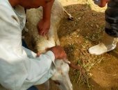 الطب البيطرى: تحصين 106 آلاف و808 رؤوس ماشية ضد طاعون المجترات بالشرقية