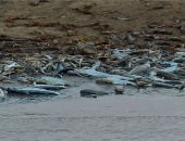 نفوق أكثر من 100 دولفين وردي في البرازيل بسبب جفاف بحيرة تيفى بالأمازون