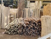 البامبو والقزورين بدائل الأخشاب تغزو الأسواق فى الصعيد