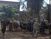 تقديم الخدمات صحية لـ801 رأس ماشية وإجراء عمليات بيطرية بقرية بدسوق