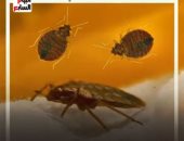 ذعر فى فرنسا.. بق الفراش يغزو باريس.. فيديو