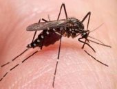أستاذ جلدية يوضح مخاطر لدغات الحشرات وطرق العلاج  