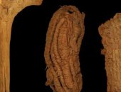 اكتشاف سلال عمرها 9500 عام وأحذية من 6200 عام فى كهف الخفافيش الإسبانى