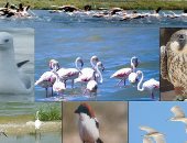 محمية الزرانيق.. ممر الطيور المهاجرة بشمال سيناء وكنز من مكونات الطبيعة (صور)