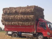 تجميع وتدوير قش الأرز فى صناعة الأعلاف بمنطقتى شرق القناة وكفر الشيخ