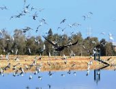 محمية الزرانيق.. ممر الطيور المهاجرة بشمال سيناء وكنز من مكونات الطبيعة