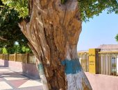 محافظ أسوان: معالجة الأشجار المصابة بالنمل الأبيض على طريق كورنيش النيل