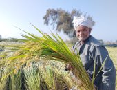 زراعة الشرقية: حصاد 200 ألف فدان من إجمالى المساحة المنزرعة بمحصول الأرز
