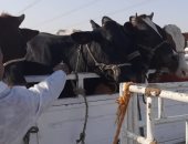 الطب البيطرى بالأقصر يقود حملات مكثفة على الأسواق الأسبوعية لتحصين الماشية