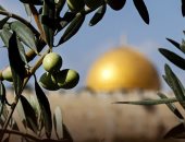 أحمل غصن زيتون فى يدى.. لماذا تعتبر شجرة الزيتون رمزًا لصمود الفلسطينيين؟