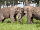 مغامرات فى الأدغال.. مصارعة الأفيال فى كينيا