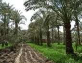 محافظ أسوان: زراعة 78 ألف شجرة للظل والإثمار ورفع كفاءة الحدائق