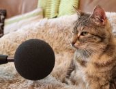 قطة بريطانية تحطم الرقم القياسى العالمى لأعلى صوت "مواء".. فيديو وصور