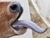 الصين تحظر استيراد الحيوانات من بلجيكا وهولندا بسبب مرض اللسان الأزرق