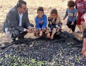قطاع استصلاح الأراضي: حصاد الزيتون في 6 آلاف فدان بمنطقة شرق القناة  